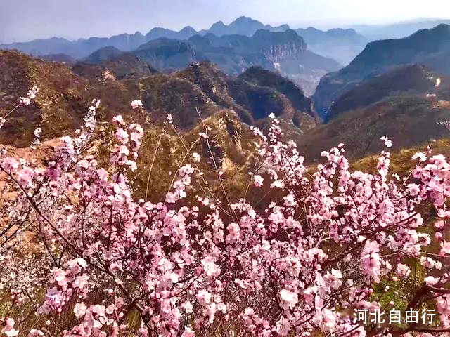 河北自由行邀您齐看邢台九龙峡十里桃花海春光