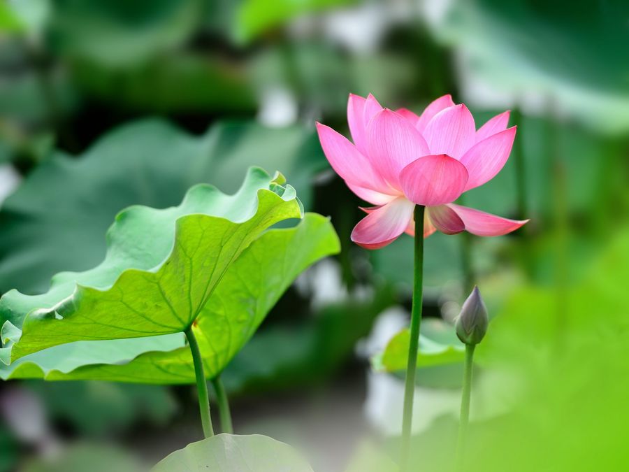 河北自由行汈汊湖赏花好去处