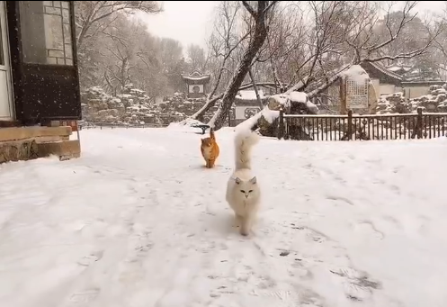 哇！雪中的承德避暑山庄也太漂亮了吧