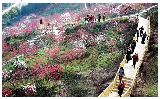 南山桃花园桃花