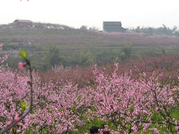 合川官渡镇桃花