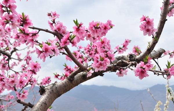 江津四面山桃花