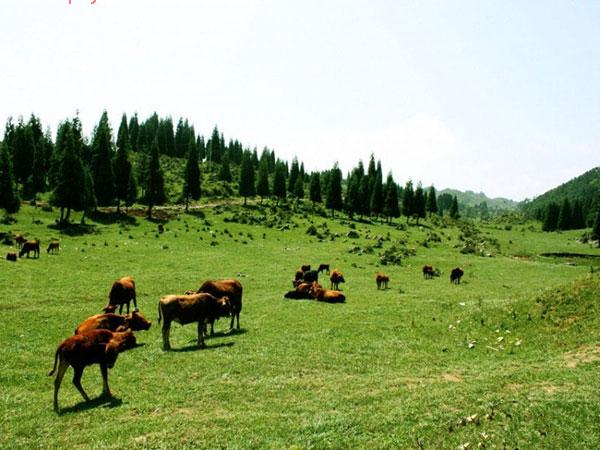 石柱黄水千野草场