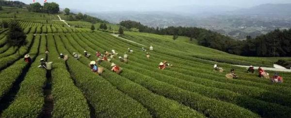 巴南区二圣镇巴山村白象山茶园