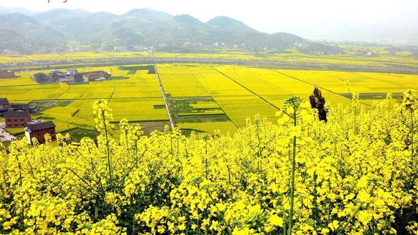 南川三秀油菜花