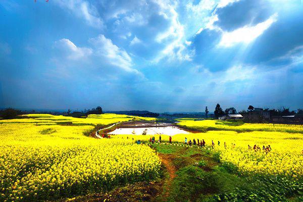 永川青峰油菜花