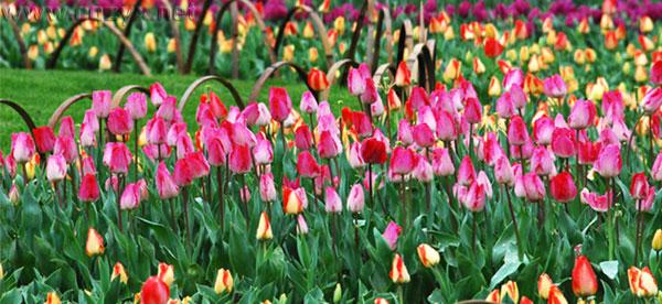 2016重庆大木花谷郁金香节