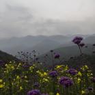 武陵山花开 冷门避暑地木根铺攻略