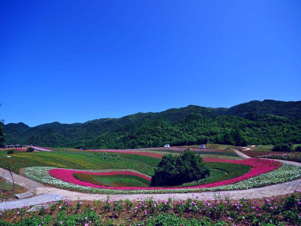 2022巫溪红池坝杜鹃花3日游攻略（花期+门票+路线） - 知乎