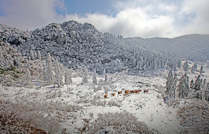 仙女山雪景