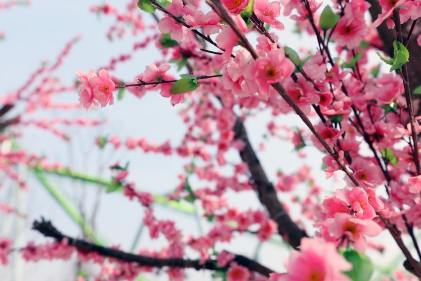 樱花.jpg