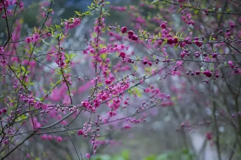 重庆周末去哪儿？四面山、金佛山、桃花源赏花踏春