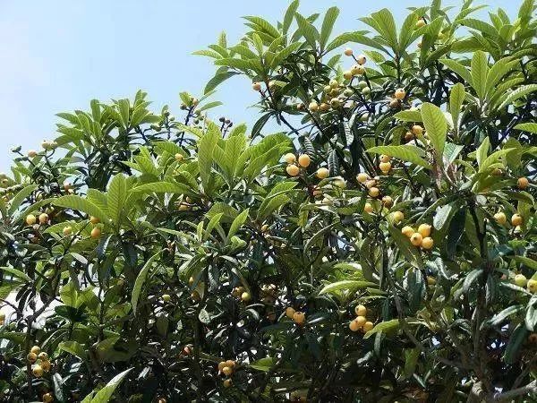 周末啦！去重庆大渡口跳磴摘枇杷、垂钓、爬山，体验慢生活