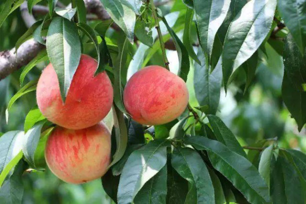 5月重庆周末自由行，采摘就去潼南贵妃桃园