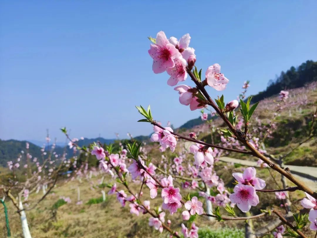 十里花果长廊-来源看巴南.jpg