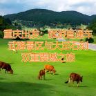 元旦节重庆主城到武隆天生三桥、仙女山，大足石刻旅游直通车攻略